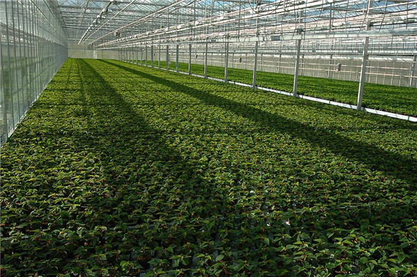 香港宝典报纸大全